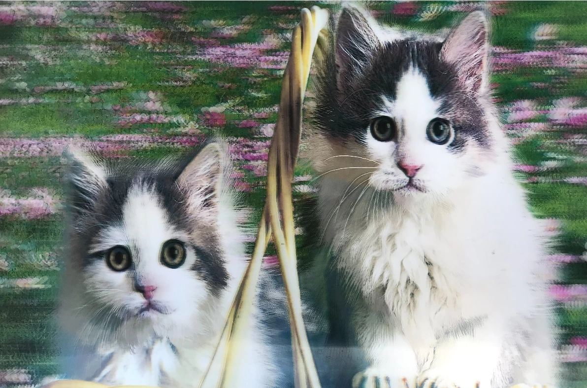 3 Boyutlu Resim Sevimli Kediler İkili Kedi Resmi Tablosu 40x60 Cm