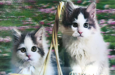 3 Boyutlu Resim Sevimli Kediler İkili Kedi Resmi Tablosu 40x60 Cm